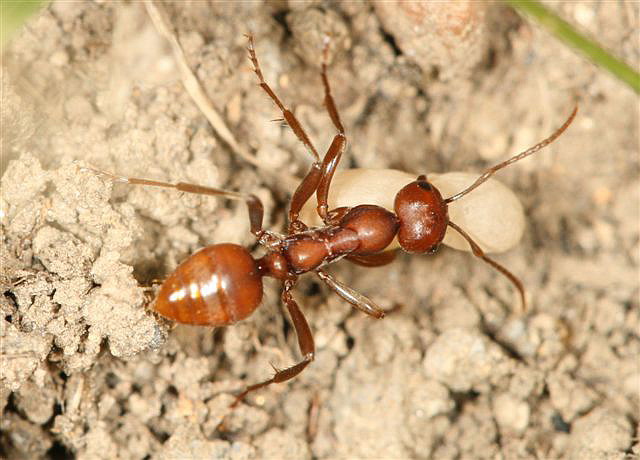 Polyergus rufescens