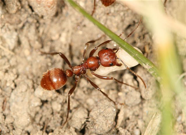 Polyergus rufescens