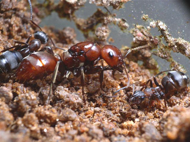 Polyergus rufescens