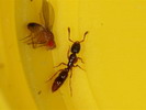 Ponera coarctata