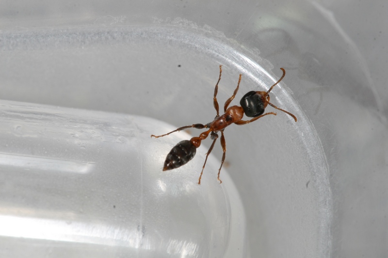 Pseudomyrmex gracilis