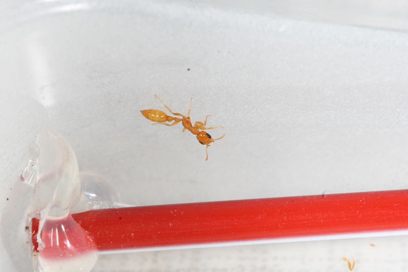 Pseudomyrmex pallidus