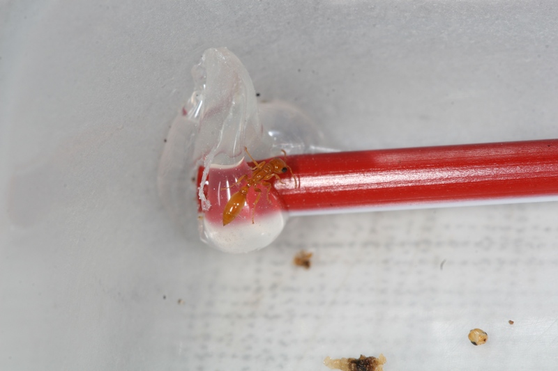 Pseudomyrmex pallidus