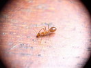 mravenec sp.(Thajsko)