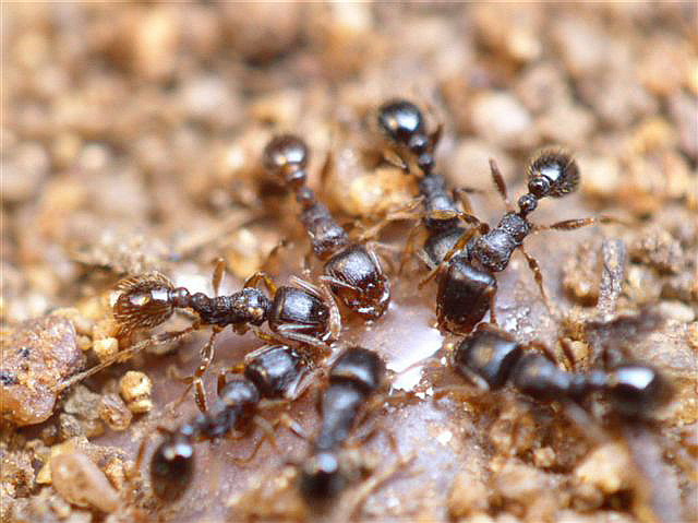 Tetramorium caespitum