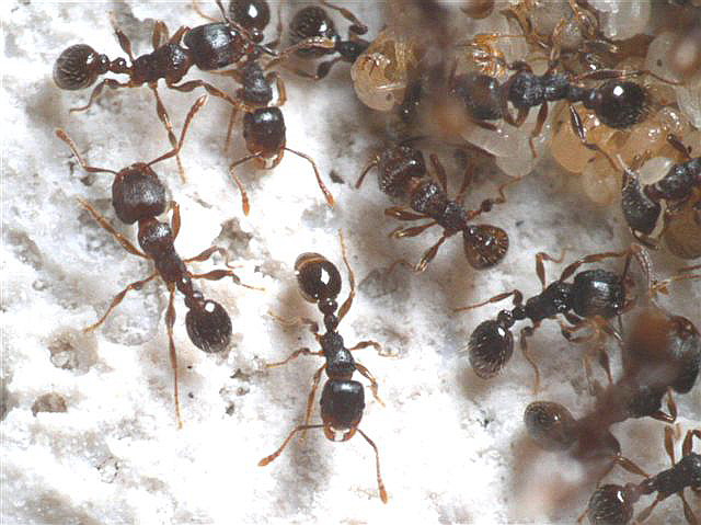 Tetramorium caespitum