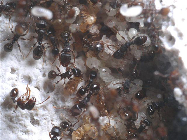 Tetramorium caespitum
