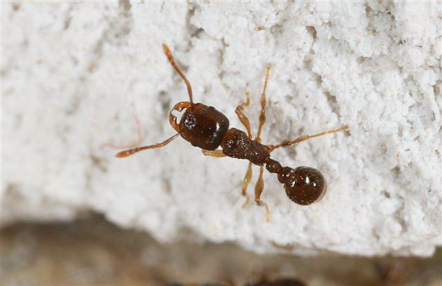 Tetramorium caespitum