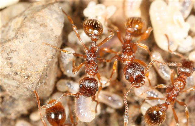 Tetramorium caespitum