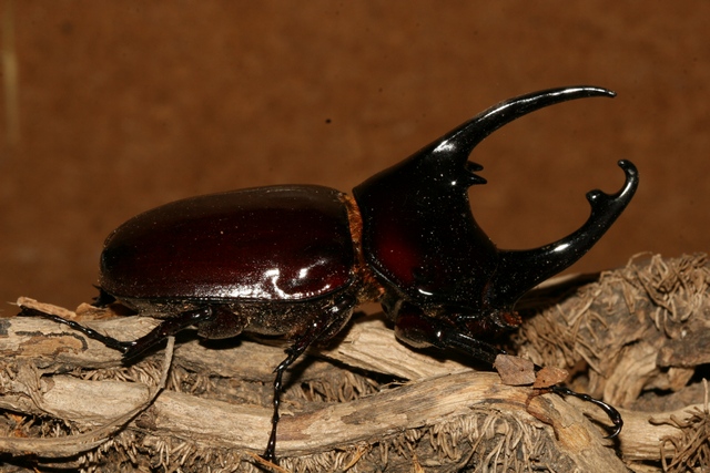 Augosoma centaurus