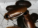 Blaberus colloseus
