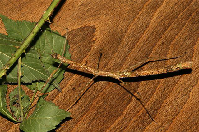 Chondrostehus woodfordi