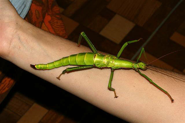 Diapherodes gigantea