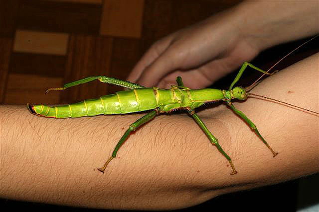 Diapherodes gigantea