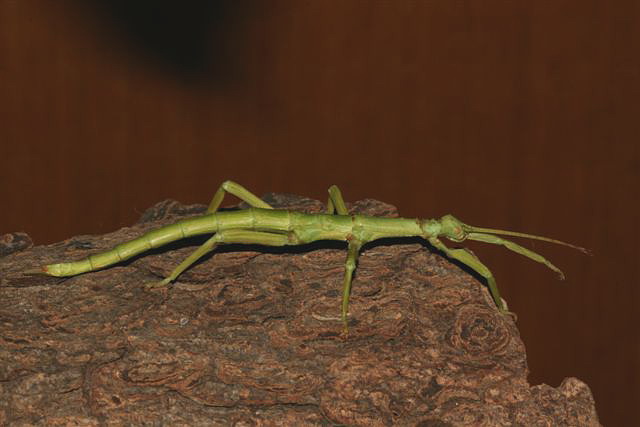 Diapherodes gigantea