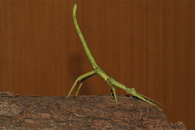 Diapherodes gigantea