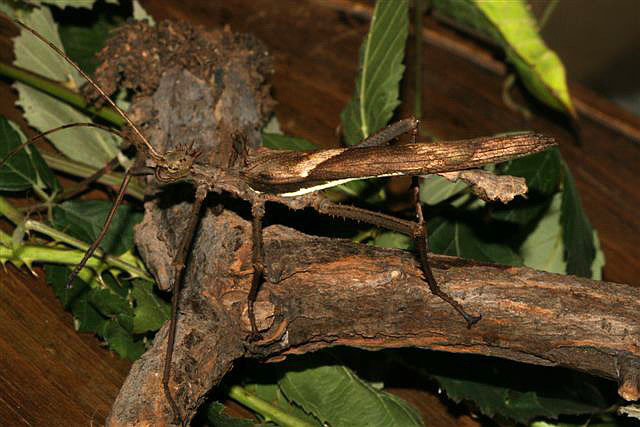 Heteropteyx dilatata