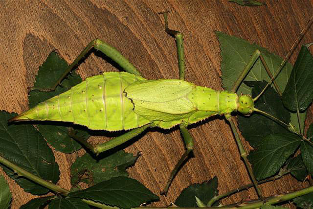 Heteropteryx dilatata