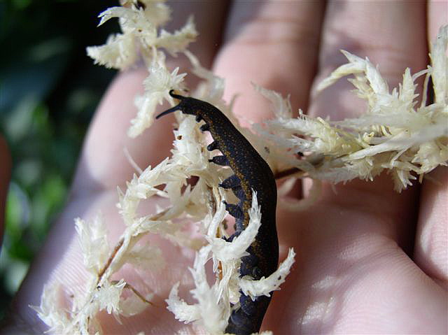 Peripatidae sp.
