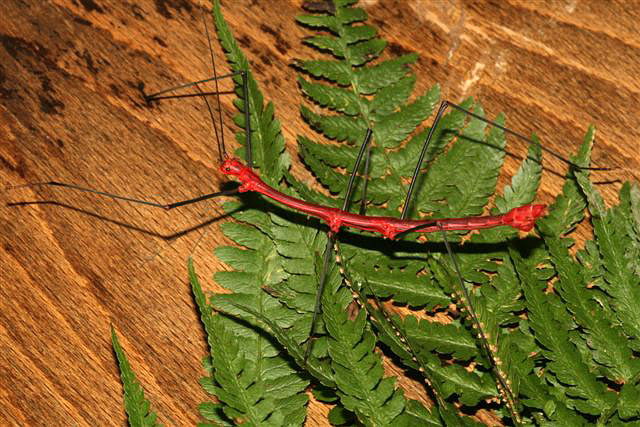 Oreophoetes peruana