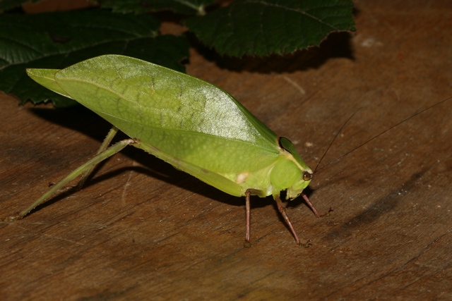 Stipnochlora couloniana